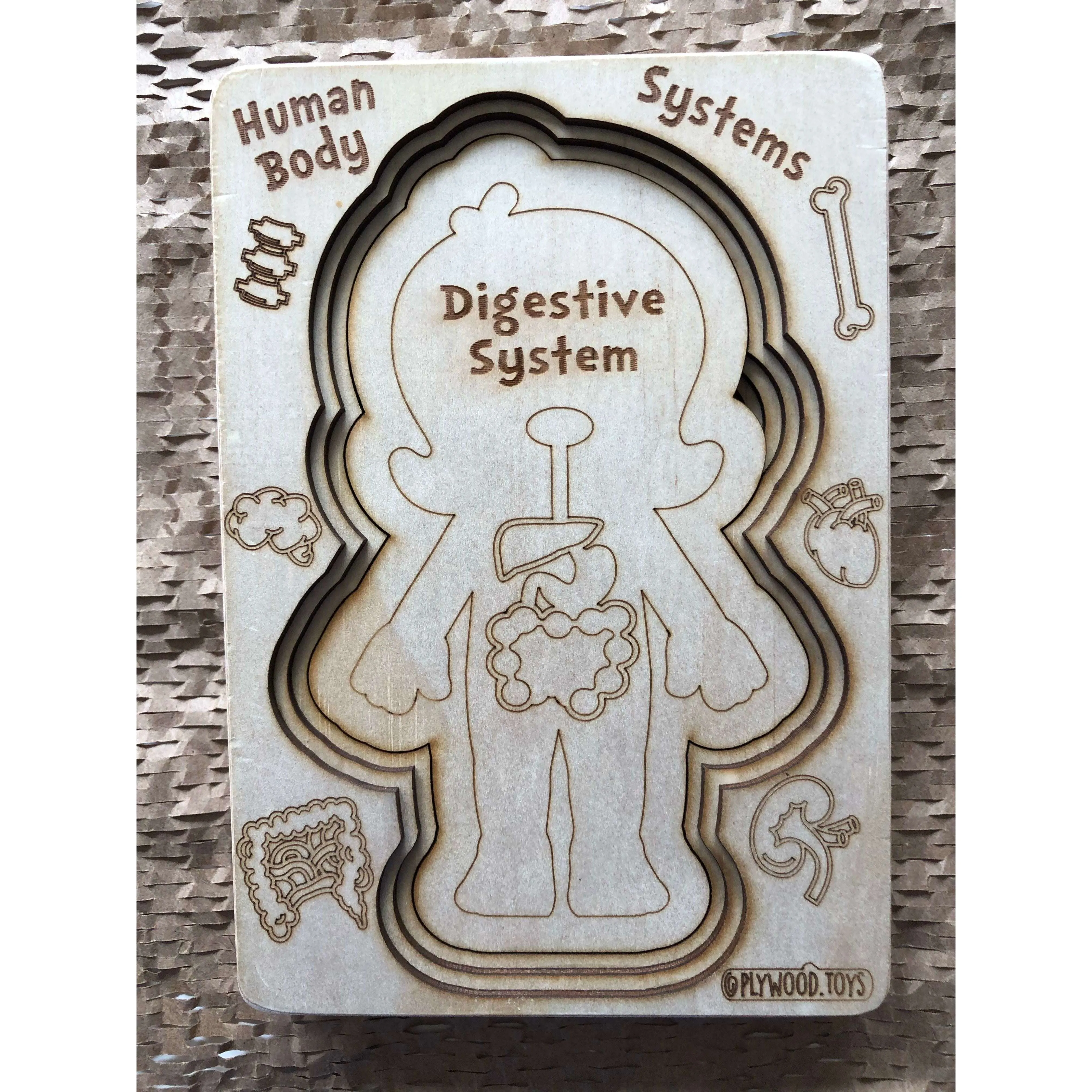 Human Body Systems-Female