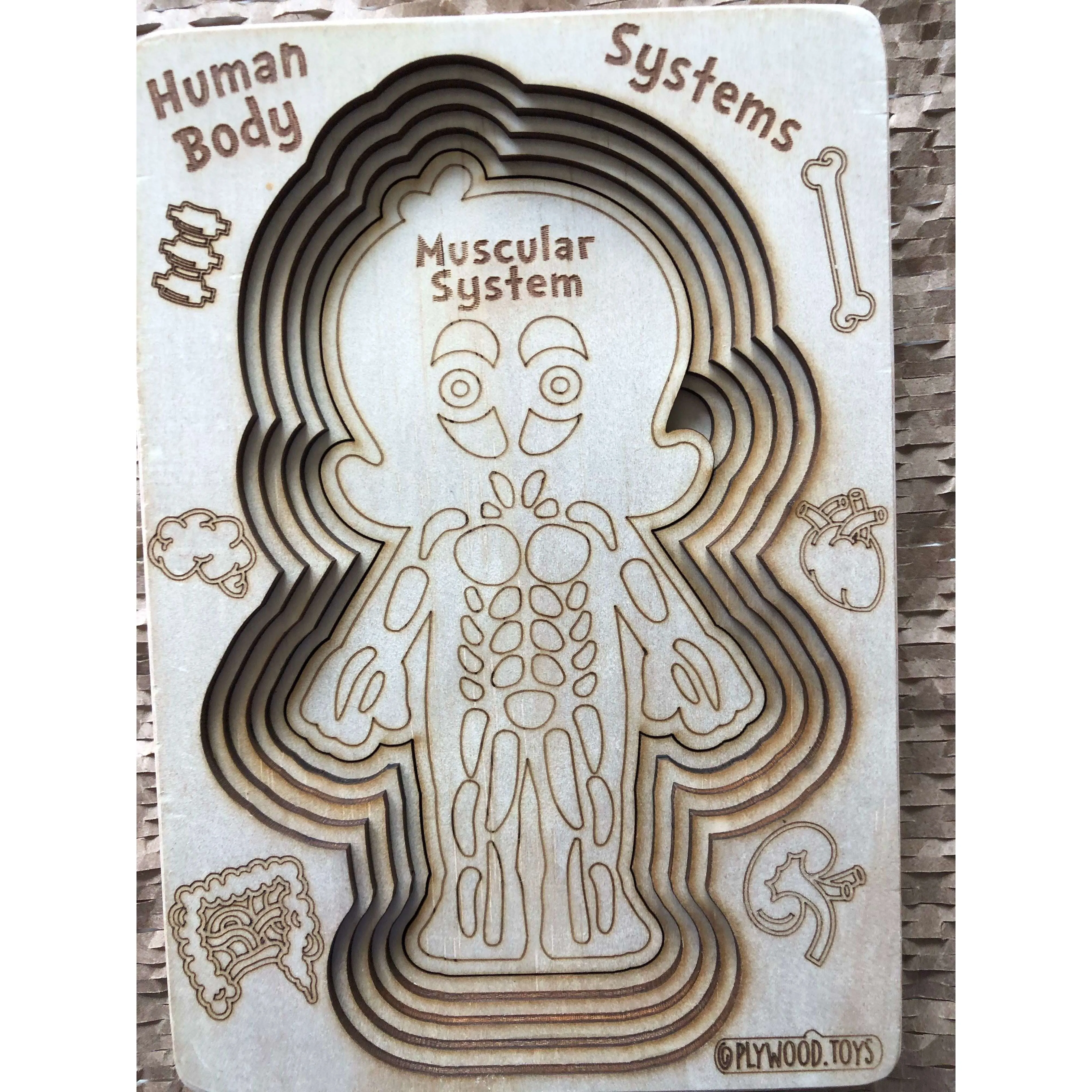 Human Body Systems-Female