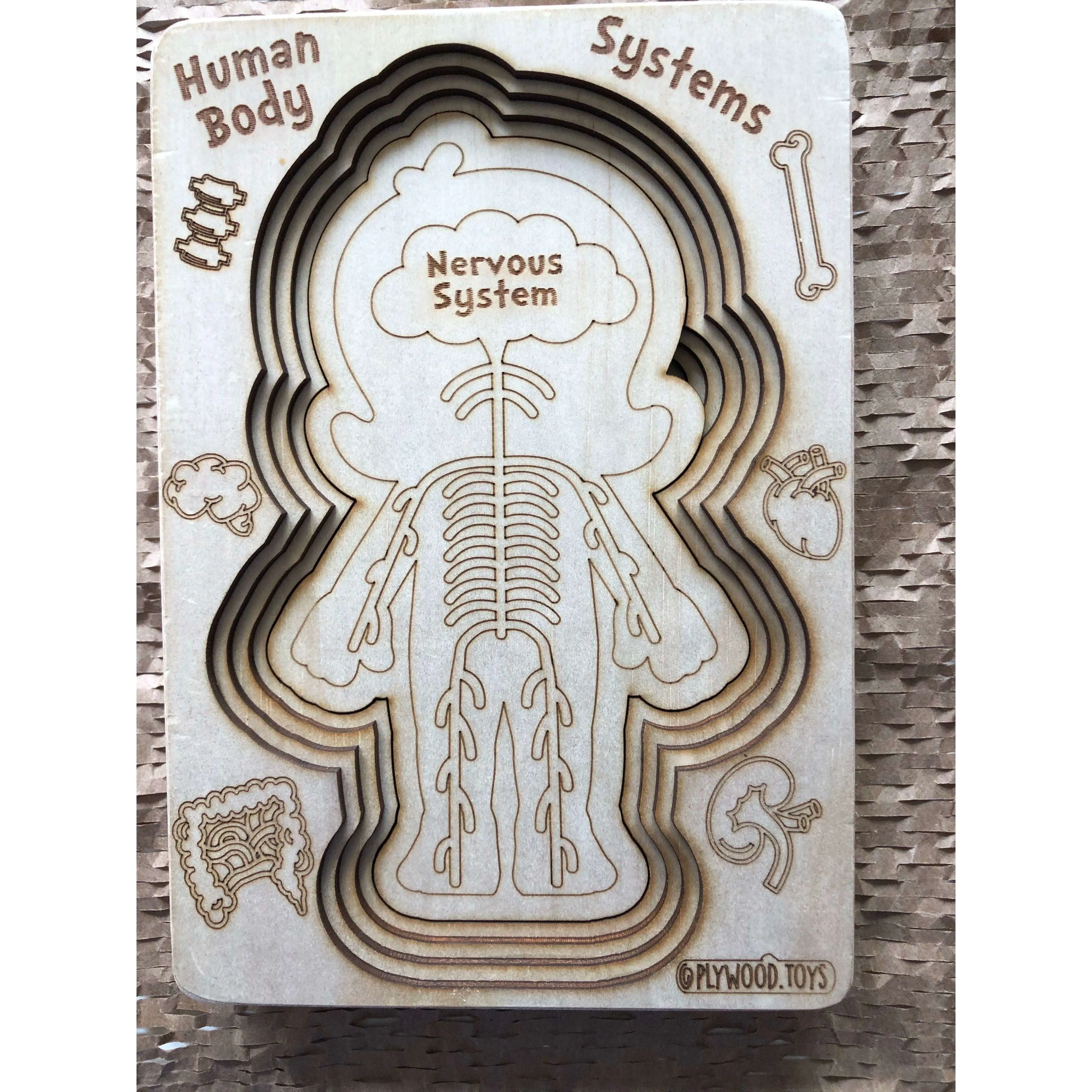 Human Body Systems-Female