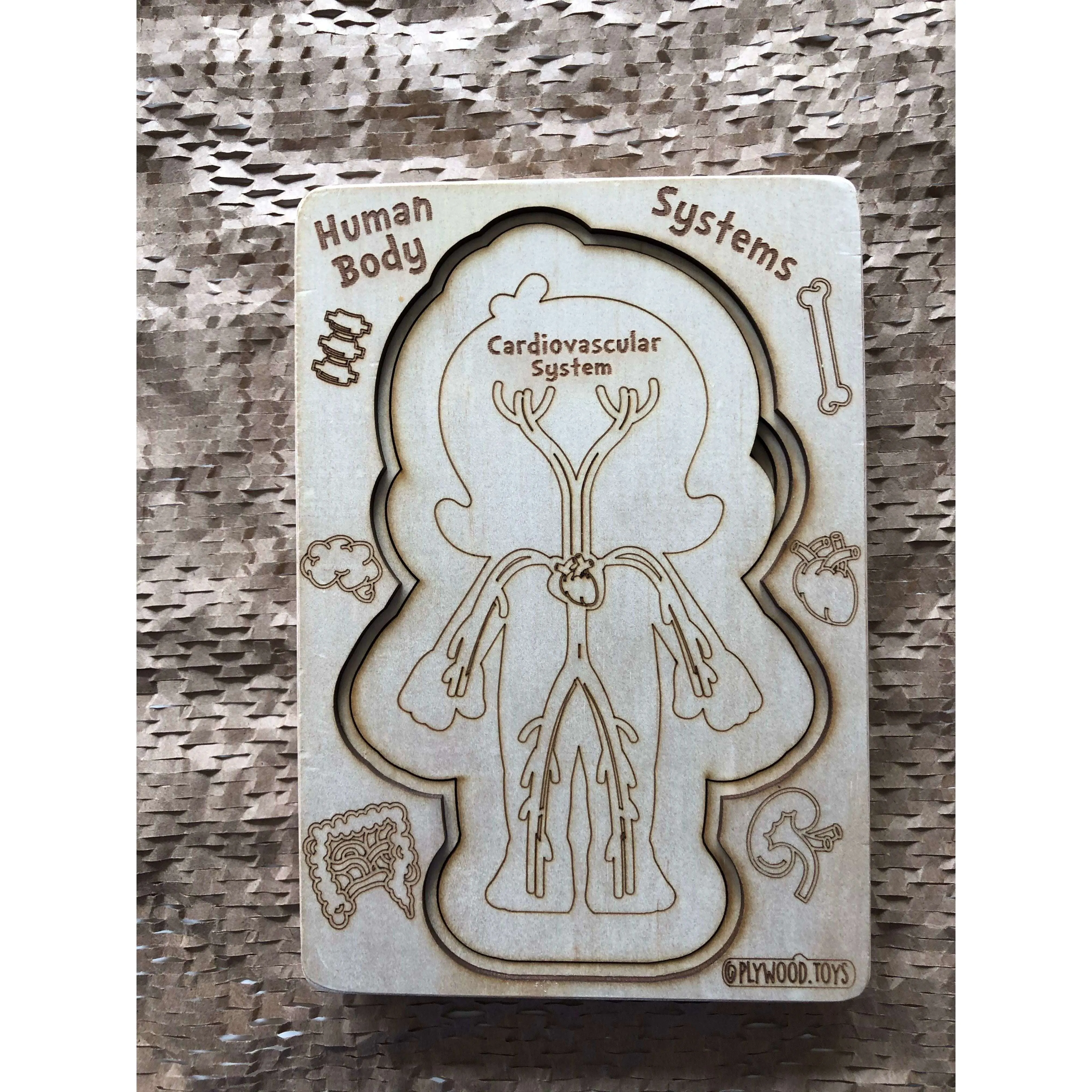 Human Body Systems-Female