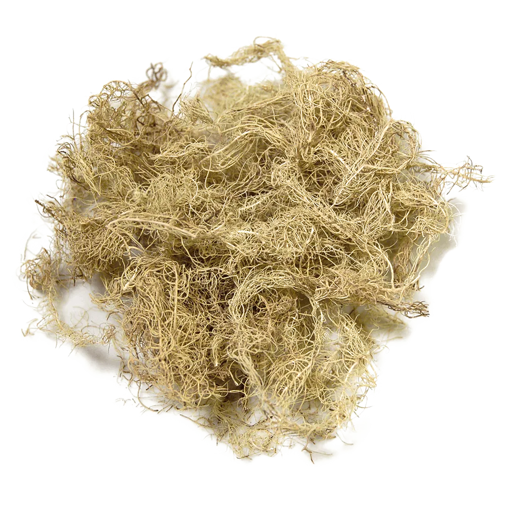 Usnea